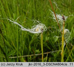 Baeothryon alpinum (wełnianeczka alpejska)