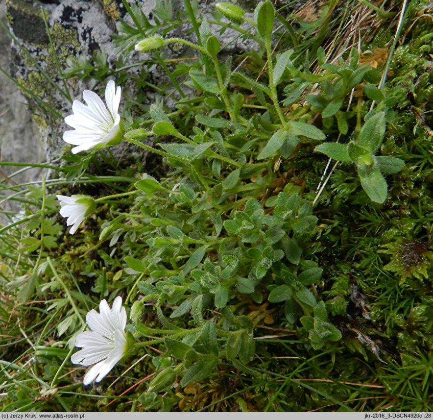 Cerastium uniflorum (rogownica jednokwiatowa)