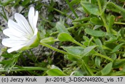 Cerastium uniflorum (rogownica jednokwiatowa)