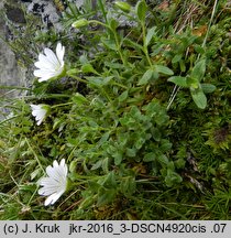 Cerastium uniflorum (rogownica jednokwiatowa)