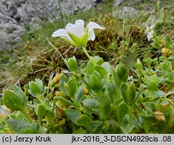 Cerastium uniflorum (rogownica jednokwiatowa)