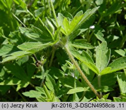 Geranium sibiricum ssp. sibiricum (bodziszek syberyjski)