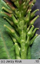 Salix myrtilloides (wierzba borÃ³wkolistna)
