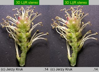 Salix myrtilloides (wierzba borówkolistna)