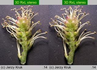 Salix myrtilloides (wierzba borówkolistna)