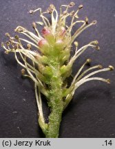 Salix myrtilloides (wierzba borówkolistna)