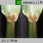 Festuca drymeia (kostrzewa górska)