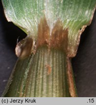 Festuca drymeia (kostrzewa górska)