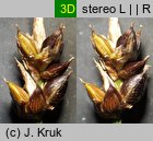 Carex chordorrhiza (turzyca strunowa)