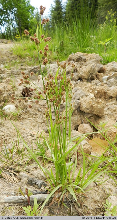 Luzula pallescens (kosmatka blada)