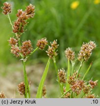 Luzula pallescens (kosmatka blada)