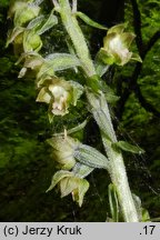 Epipactis microphylla (kruszczyk drobnolistny)