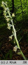 Epipactis microphylla (kruszczyk drobnolistny)