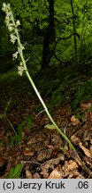 Epipactis microphylla (kruszczyk drobnolistny)