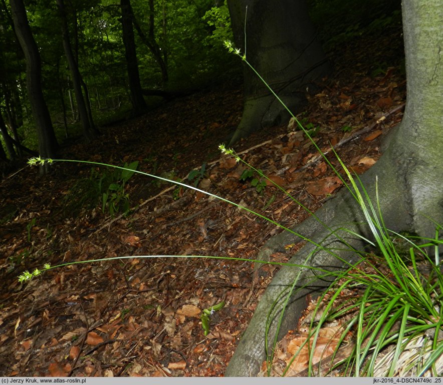 Carex otomana