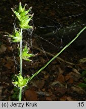 Carex otomana