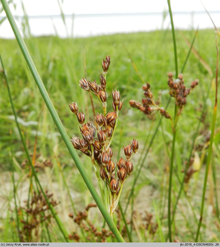 Juncus balticus (sit bałtycki)