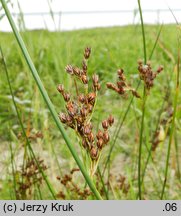 Juncus balticus (sit bałtycki)