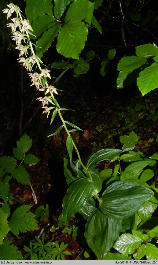 Epipactis helleborine s.str. (kruszczyk szerokolistny)
