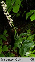 Epipactis helleborine (kruszczyk szerokolistny)