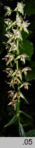 Epipactis helleborine s.str. (kruszczyk szerokolistny)