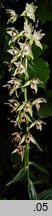 Epipactis helleborine (kruszczyk szerokolistny)