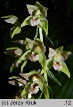 Epipactis helleborine (kruszczyk szerokolistny)