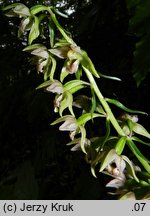 Epipactis helleborine s.str. (kruszczyk szerokolistny)