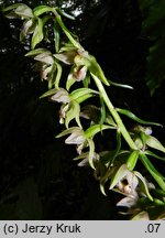 Epipactis helleborine (kruszczyk szerokolistny)