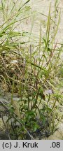 Epilobium collinum (wierzbownica wzgórzowa)