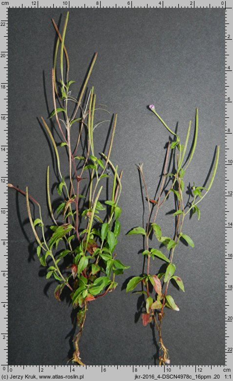 Epilobium collinum (wierzbownica wzgórzowa)