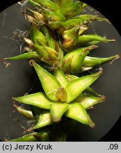 Carex otomana