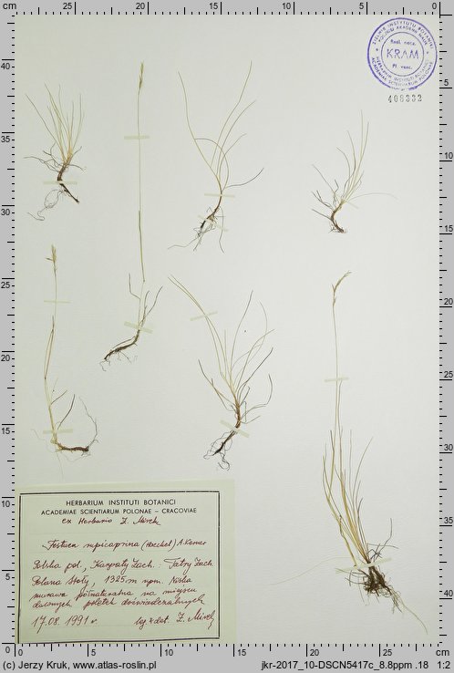 Festuca rupicaprina (kostrzewa kozia)