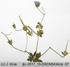 Geranium pyrenaicum (bodziszek pirenejski)