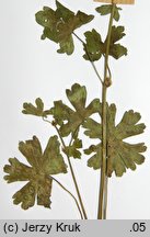 Geranium pyrenaicum (bodziszek pirenejski)