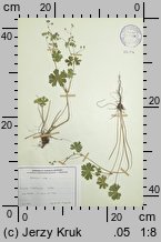 Geranium molle (bodziszek kosmaty)