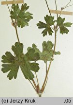 Geranium molle (bodziszek kosmaty)