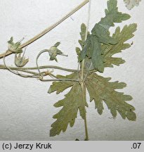 Geranium divaricatum (bodziszek rozłożysty)