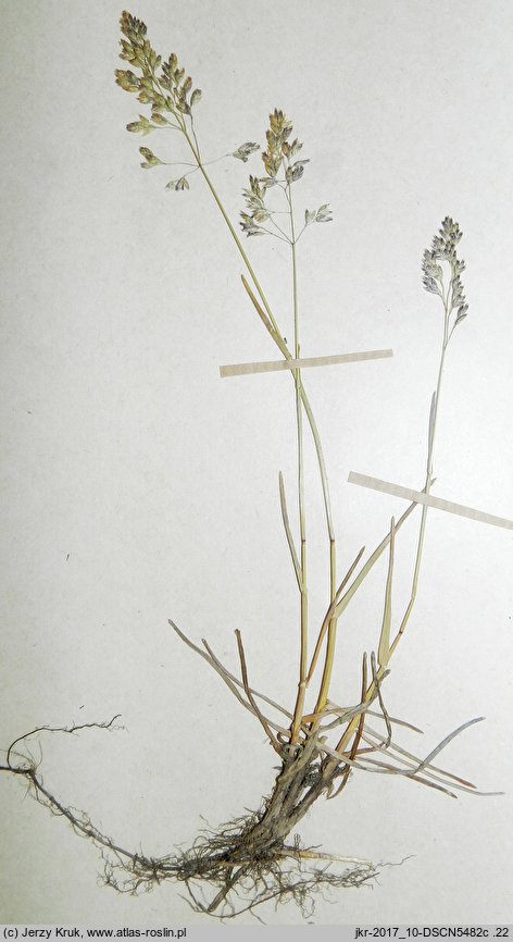 Poa subcaerulea (wiechlina równoplewa)