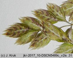 Poa badensis (wiechlina badeńska)