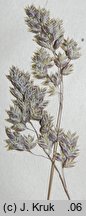 Poa badensis (wiechlina badeńska)