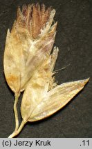 Poa subcaerulea (wiechlina równoplewa)
