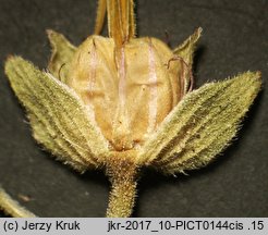 Geranium pyrenaicum (bodziszek pirenejski)