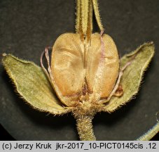 Geranium pyrenaicum (bodziszek pirenejski)