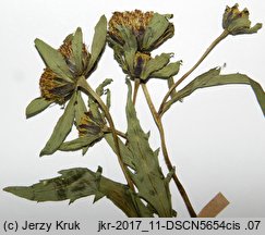 Bidens radiata (uczep śląski)