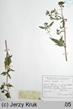 Bidens radiata (uczep śląski)