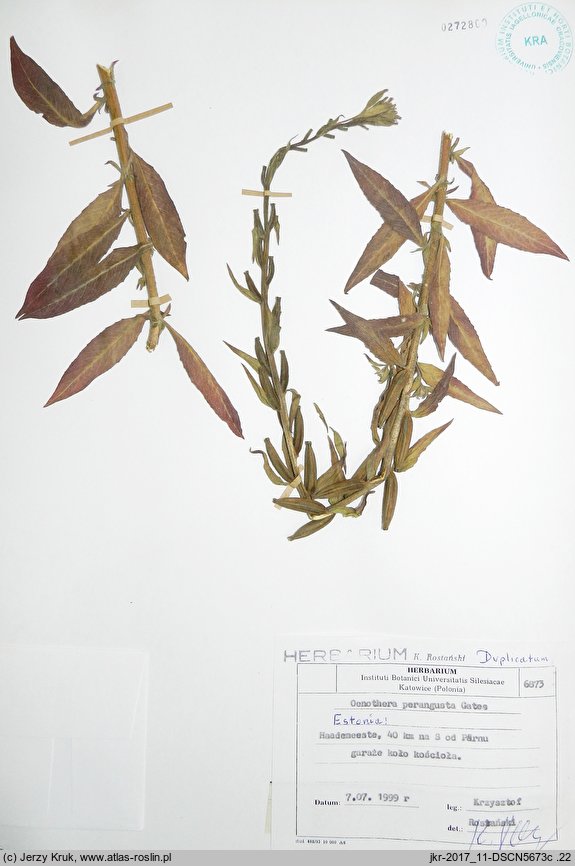 Oenothera perangusta (wiesiołek zwężony)
