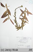 Oenothera perangusta (wiesiołek zwężony)