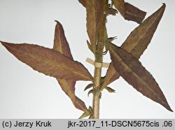 Oenothera perangusta (wiesiołek zwężony)