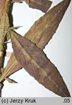 Oenothera perangusta (wiesiołek zwężony)